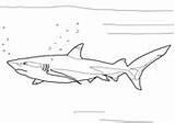 Coloring Shark Reef Blacktip Pages Sharks Sawshark Nose Long Printable Drawing Supercoloring sketch template