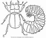 Coloring Stag Beetle Young Beetles sketch template