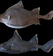 Afbeeldingsresultaten voor "oxynotus Bruniensis". Grootte: 176 x 185. Bron: shark-references.com