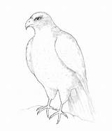Falcon Draw Ink Drawing Wings Darker Subtle Differentiation Hatches Areas Groups Mark Between Create Body sketch template