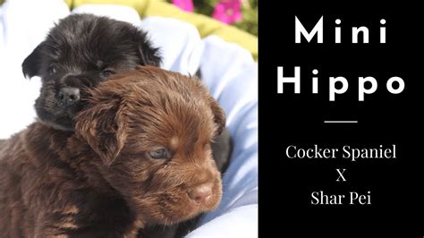 mini hippo dog breed chews  puppy youtube