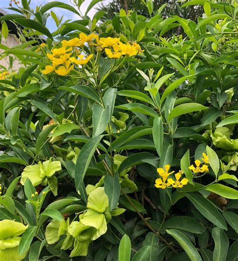 yellow butterfly vine selected   texas superstar plant home  garden