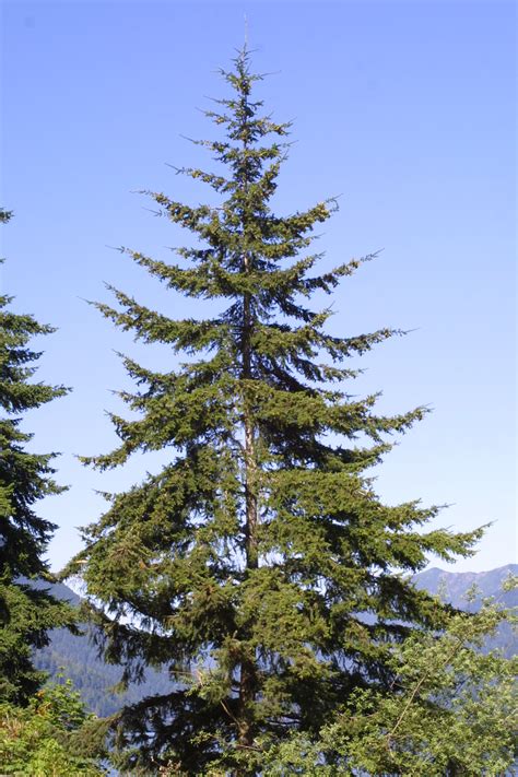 douglas fir pseudotsuga menziesii