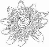 Passion Flower Fruit Drawing Outline Flowers Embroidery Combining Drawings Ink Pen Choose Board Inks Paint sketch template