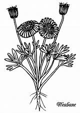 Wildflowers Maine sketch template