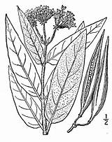 Asclepias Incarnata Pnd Pulchra Lvd Namethatplant Nrcs Usda 1913 Britton Database Plants Brown sketch template