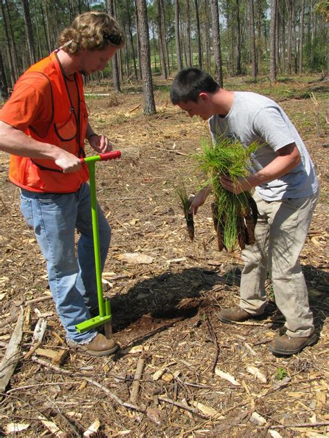 tree planting contracts for landowners faqs alabama cooperative