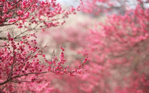 branches spring flowers pink nature wallpaper