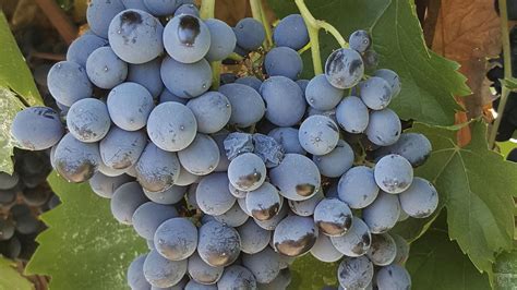 nero davola grape variety mandrarossa