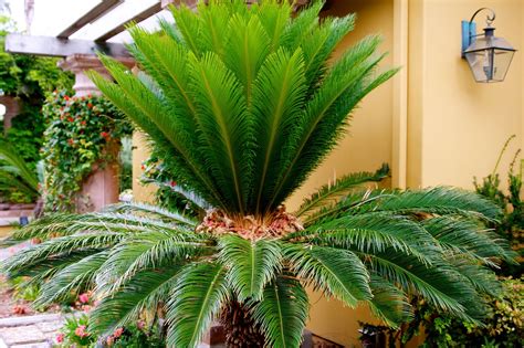 gardens  petersonville sago palms