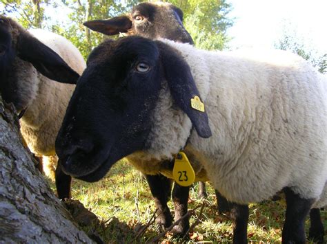 suffolk sheep  photo  freeimages