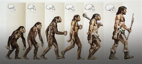 humans evolve history