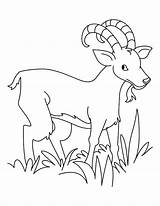 Goat Grass Eating Coloring Pages Hungry Color sketch template
