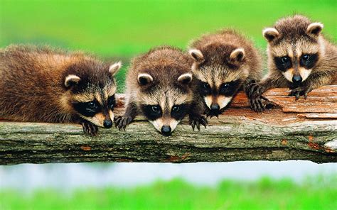 animals raccoons