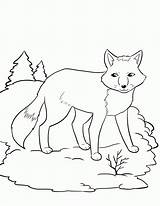 Fox Coloring Comments sketch template