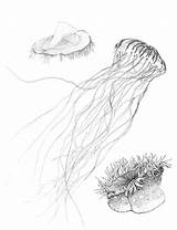 Cnidaria Phylum sketch template