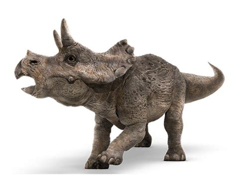 triceratops facts classification discovery behavior  adaptation