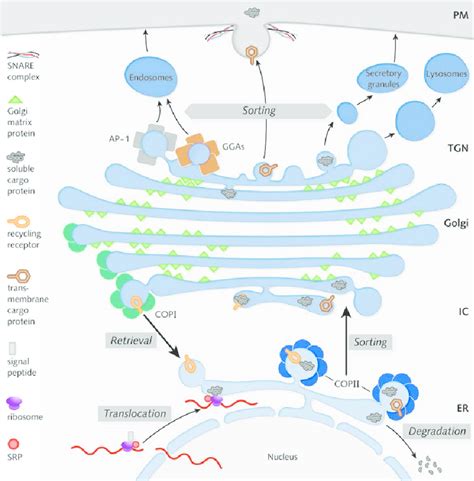 secretion pathway