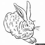 Albrecht Durer Hare Feldhase Thecolor από αποθηκεύτηκε sketch template
