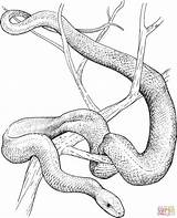 Mamba Snakes Rattlesnake Schlange Diamondback Supercoloring Moccasins Moccasin Schwarze Designlooter Howtodrawa sketch template