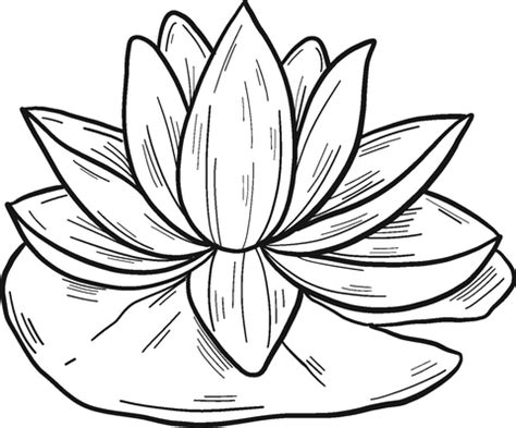 water lilies coloring pages water lily coloring pages coloring
