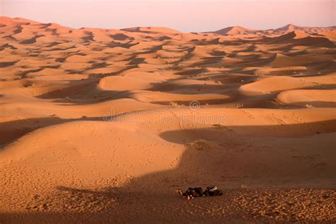 Camels At The Dunes Morocco Sahara Desert Stock Image