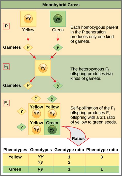 Complex Inheritance Patterns Boundless Anatomy And