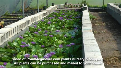 water lily growing ponds shipping facility  pond plants