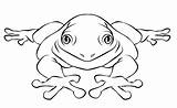 Frog Cycle Anaxyrus sketch template