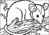 Opossum Possum Dyretegninger Tegninger Dyr Fargelegge Fargeleggingsark Tegneark Colorier Dauphins Ballon Figurer Stachelschwein Topp Imprimé sketch template