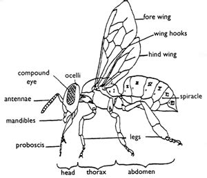 adult bee anatomy basic bee biology  beekeepers bee health