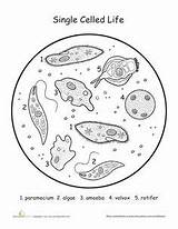 Organisms Biology Celled Reino Monera Protista Kingdoms Biologia Paramecium Photosynthesis Lire 6th Interactive sketch template