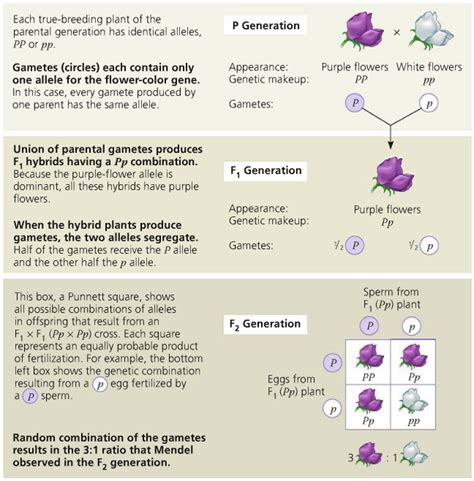 Law Of Segregation Cell Division And Genetics Review