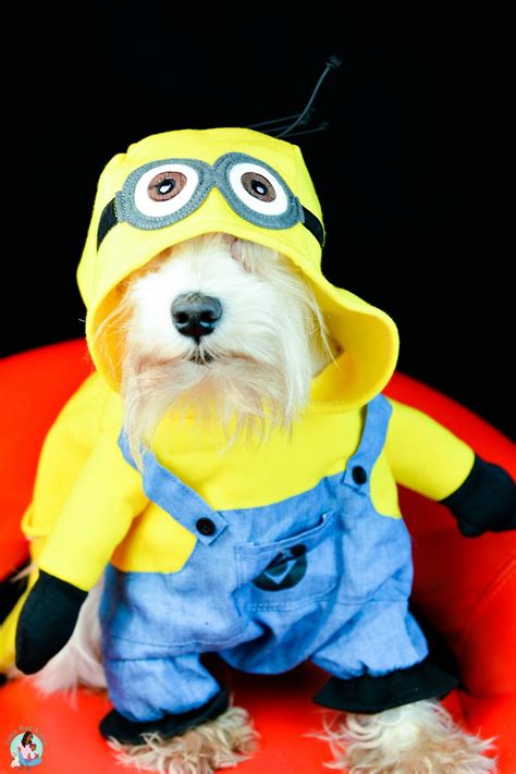 small dog minion costume  wag