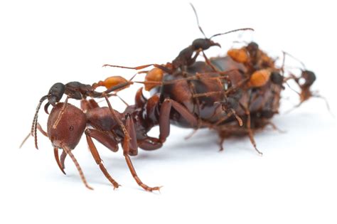 worker ants     queens   york times