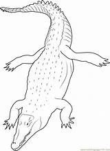 Crocodile Coloring River Coloringpages101 Pages sketch template