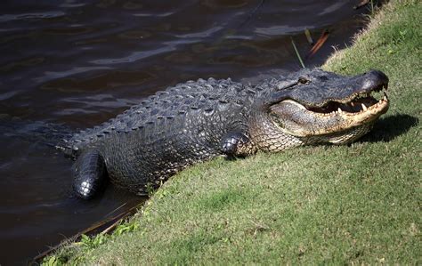 giant  ft alligator takes  stroll   golf   jv show wild