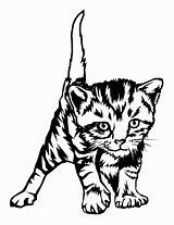 Coloring Cat Tabby Getcolorings sketch template