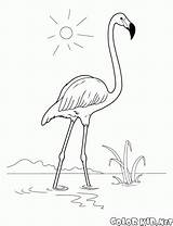 Flamingo Desenhos Colorir Fenicottero Flaming Flamenco Kolorowanka Aves Stampare Kolorowanki Colorkid Ptaki sketch template