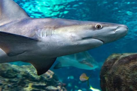 You Can Now Swim With The Sharks At Ripley S Aquarium Of Canada