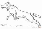 Labrador Coloring Disegni Colorare Ausmalbild Jumping Saltando Springender Retriver Malvorlage Cani Step Hunde Supercoloring Ausdrucken Retrievers Kostenlos Cachorros Malvorlagen sketch template