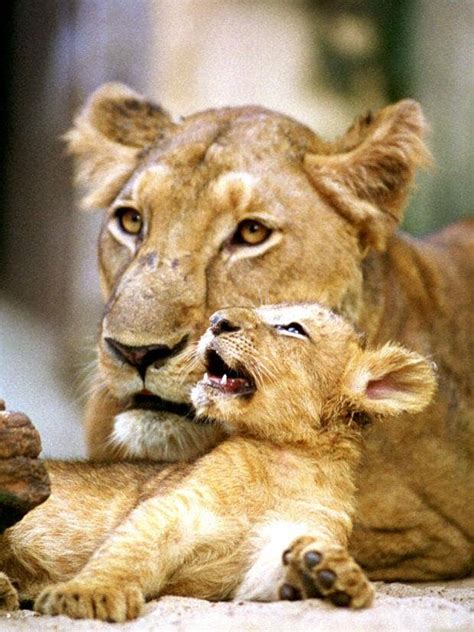 lion cub leads forest rangers to mother s dead body at sanctuary in