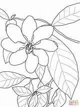 Gardenia Coloring Pages Carinata Flowers Supercoloring Gardenias Printable Drawings Flower Nature Crafts Color Lily Para Flores Drawing Colouring Dibujar Line sketch template