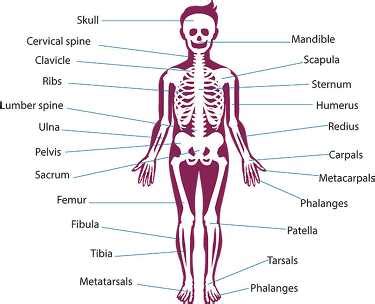 diagram  anatomical position skeleton system male human anatom classroom clip art