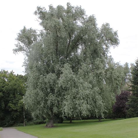 Willows Are Versatile And Beautiful Canada S Local