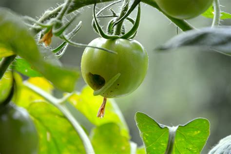 gruene raupen auf tomaten balkon und garten blog balkongarten