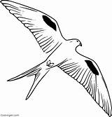 Kite Bird Coloring sketch template