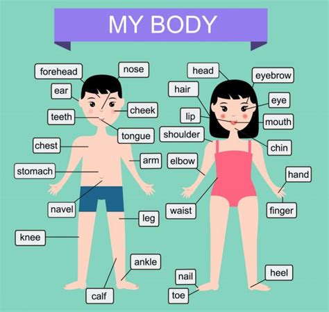 body learning human parts  body educational vector illustration