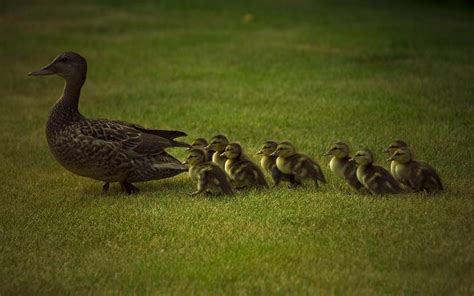 mother duck  ducklings wallpapers  images wallpapers pictures