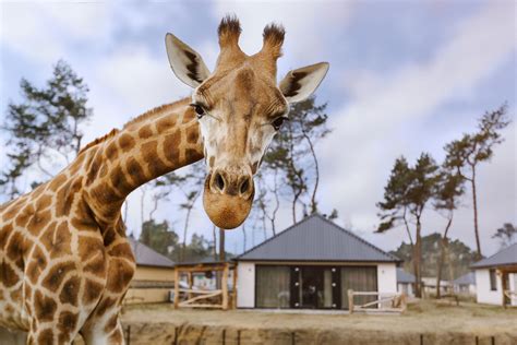 safaripark beekse bergen dieren safaripark beekse bergen safari  en welke dieren spotten